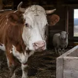 Vită și oaie în Harghita County